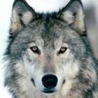 el_lobito