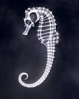 polerita