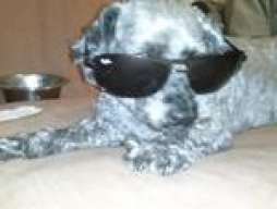 perro.cft