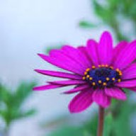 rosadolila