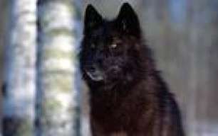 lobo1349