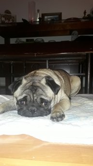 Micko