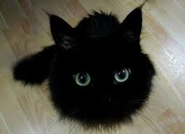 Gato.negro