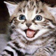 elgatomaullador