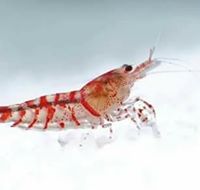 Perychile