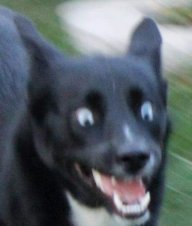 ElPerroHighSpeed