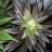 Badmotorfinger