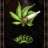 dark_burro