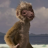 Zini