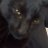 El_gato_chileno