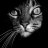 Nightcat