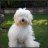 Australian Labradoodles