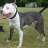 pitbull123