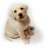 cachorro_extremo