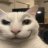 Gato_Antofa