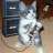 Rockercat
