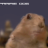 PrairieDog