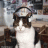 gatito090