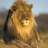 morani