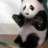 EL_PANDAX