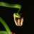 hoky_09
