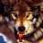 wolf*