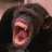 CHIMPAMOGLI