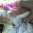 _Damaris_
