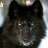 romeo_alfa