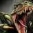 Raptor_ex