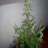 chrissganja