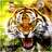 tigre_albo