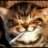 | gato |