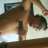 arie_xcore_