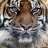 tigre35