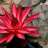 FLOR