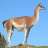 Guanaco24