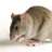 ratainmunda