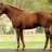 honorcode