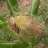 PELOXOCLO