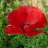 Amapola_4_ever