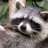 Coon