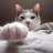 EDOUARD_23