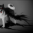Jubeyyagyu
