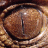 Draconiae