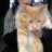 Gato con hipo
