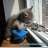 gato_o