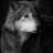 Lobito1