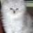 CamiAngora