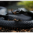 LenguadeSerpiente